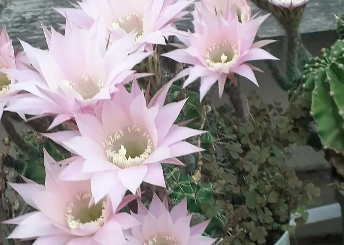 Casa Morena Appartement *