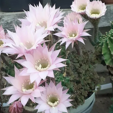 Casa Morena Lejlighed *