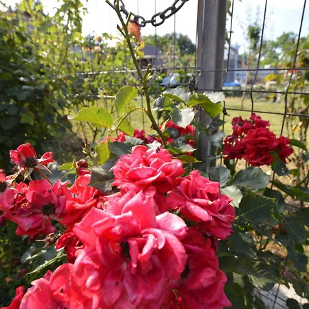 Casa Morena Lejlighed *